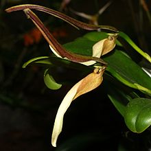 Bulbophyllum антенниферум Orchi 083.jpg