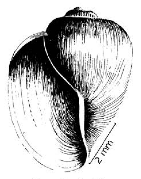 File:Bulinus tropicus shell 4.png