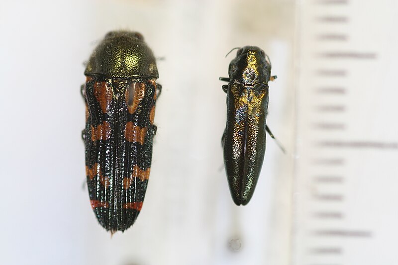 File:Buprestidae (5029529720).jpg