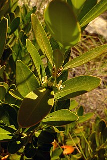 <i>Buxus balearica</i> Species of flowering plant