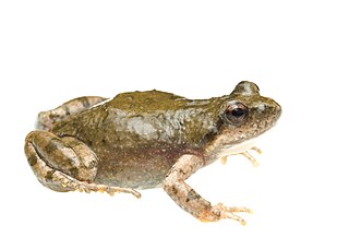 <span class="mw-page-title-main">Karoo dainty frog</span> Species of amphibian