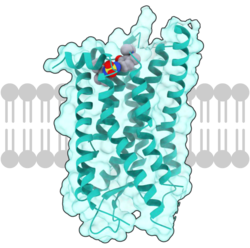 Thụ Thể Chemokine C-C Type 7