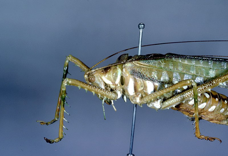 File:CSIRO ScienceImage 120 A Terpandr Grasshopper.jpg