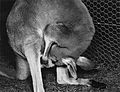 CSIRO ScienceImage 1878 Female Red Kangaroo Cleaning Her Pouch.jpg