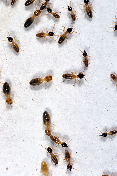 File:CSIRO ScienceImage 2043 Nasutitermes triodiae termites.jpg