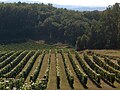 Vigne en été.