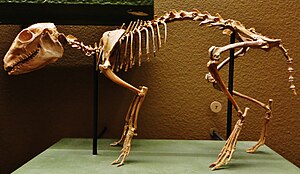 Cainotherium restoration.jpg