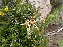 Caladenia caesarea maritima 01.jpg