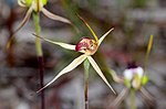 Thumbnail for Caladenia lowanensis