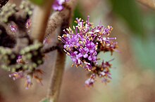 Callicarpa macrophylla.jpg