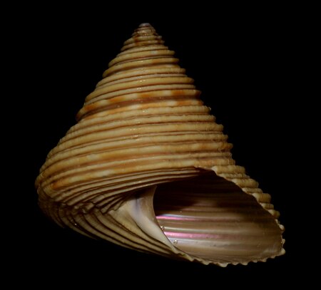 Tập_tin:Calliostoma_canaliculatum_shell.jpg