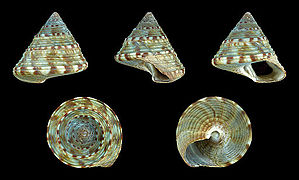 Calliostoma zizyphinum f. conuloides