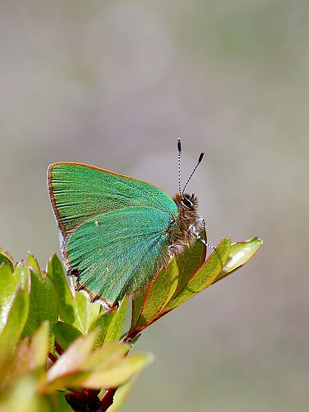 File:Callophrys rubi (34082410441).jpg