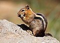 * Nomination Golden-mantled ground squirrel (Callospermophilus lateralis) near Lake Almanor, California. --Frank Schulenburg 22:42, 3 May 2020 (UTC) * Promotion  Support Good quality. --Zcebeci 22:47, 3 May 2020 (UTC)  Comment - I love these chipmunks! Very good photo. -- Ikan Kekek 00:34, 4 May 2020 (UTC)