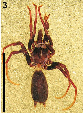 Descrição da imagem Calommata namibica - Calommata species (cropped) .jpg.