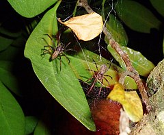Description de l'image Cambridgea annulata male and female in kopi tree.jpg.