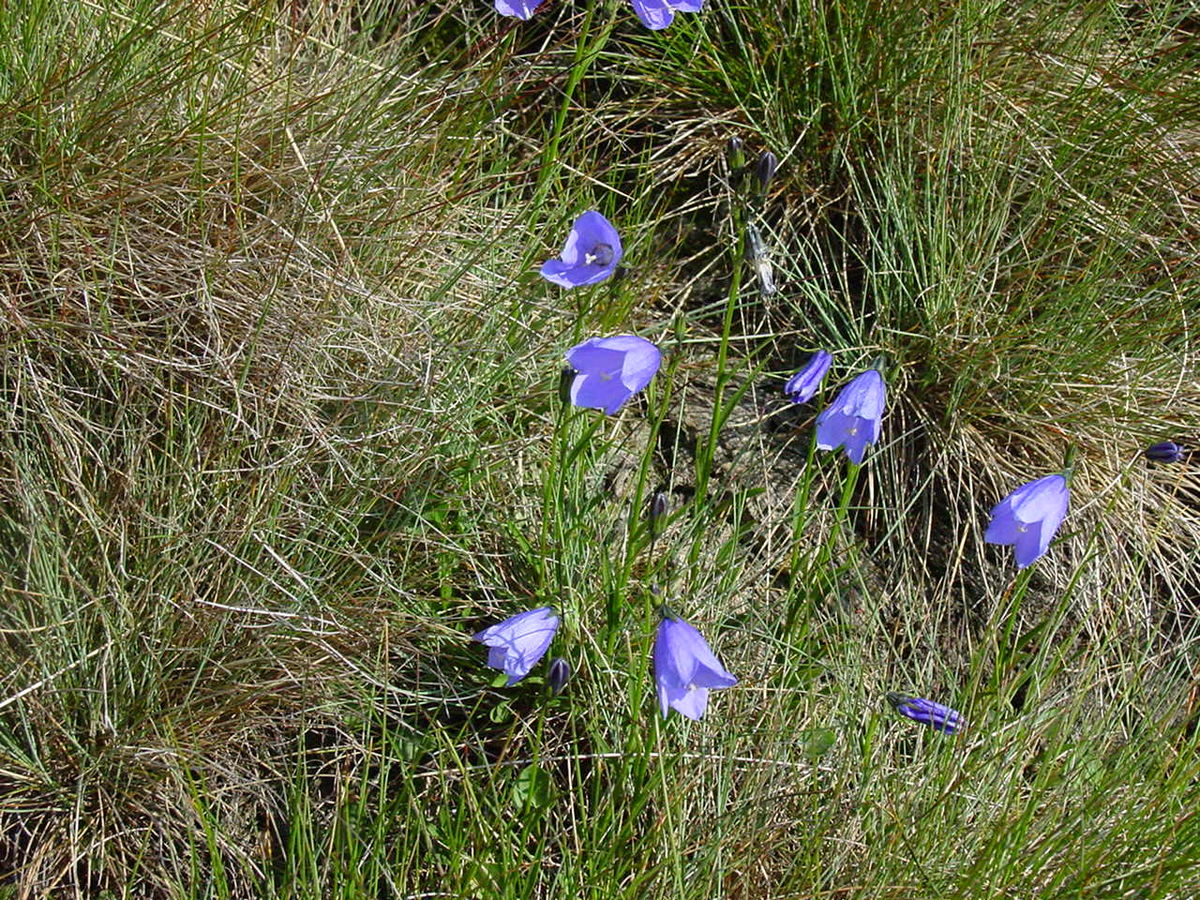 Campanula Bononiensis. Ирландский колокольчик цветок фото.