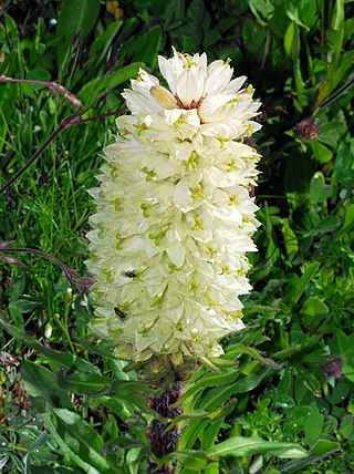<i>Campanula thyrsoides</i> Species of flowering plant