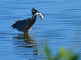 Canaveral National Seashore - Flickr - Rusty Clark (50).jpg