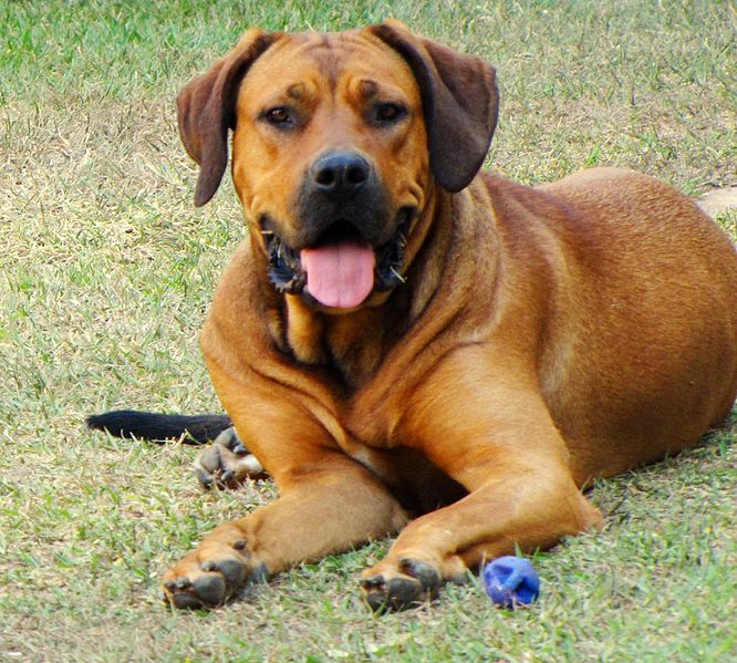 File:Cane Corso Fawn.jpg