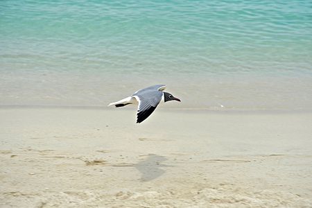 Tập_tin:Caneel_Bay_Seagulls_By_Caneel_Beach_15.jpg