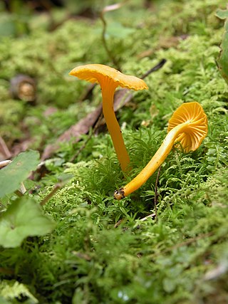 <i>Cantharellus minor</i> Species of fungus