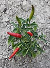 Capsicum annuum 2015 G1.jpg