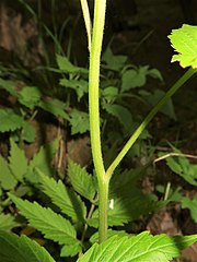 茎に軟らかい短毛が生え、葉柄の基部は茎を抱かない。