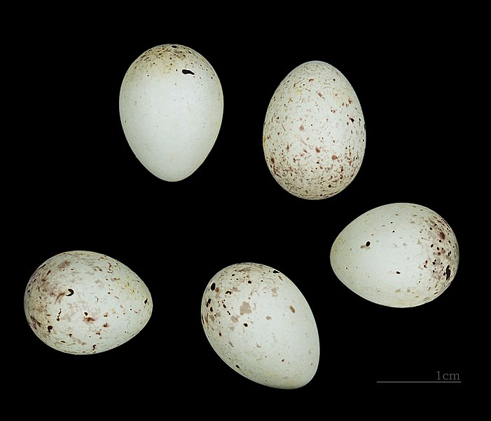 File:Carduelis citrinella MHNT.ZOO.2010.11.221 Fort de Tournoux.jpg