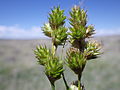 Carex brevior (7462230936).jpg