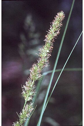 Afbeeldingsbeschrijving Carex vulpinoidea NRCS-3.jpg.