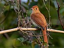 aves De Argentina