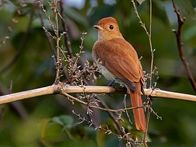 Casiornis rufus