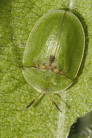 <span class="mw-page-title-main">Thistle tortoise beetle</span> Species of beetle