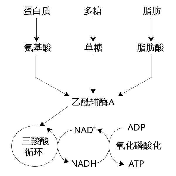 File:Catabolism schematic zh.svg