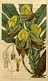 Catasetum macrocarpum (as C. tridentatum) - Curtis' vol. 61 pl. 3329 (1834).jpg