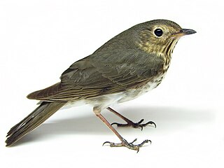 <span class="mw-page-title-main">Swainson's thrush</span> Species of bird