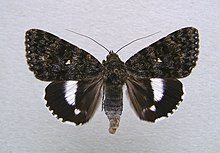 Catocala actaea 01.jpg