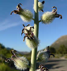 Caulanthus crassicaulis var crassicaulis 4.jpg