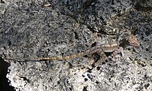 A pointy-faced lizard with light and dark brown stripes, black eyes, splayed toes, and a long thin tail.