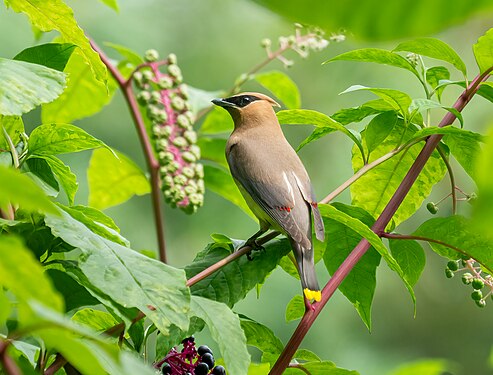 Cedar waxwing in Prospect Park