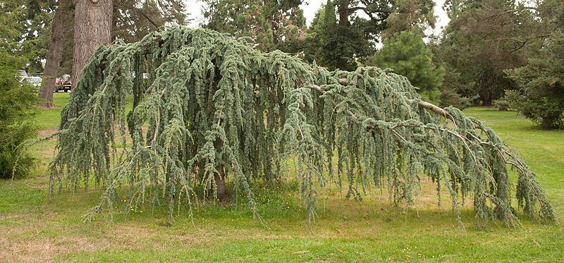 File:Cedrus atlantica, 2016-02-04-2.jpg