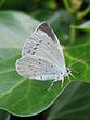 Celastrina argiolus