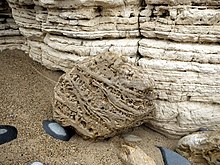 Cellular patterns in a boulder of Magnesian Limestone Cellular patterns in boulder of magnesian limestone - geograph.org.uk - 1530632.jpg