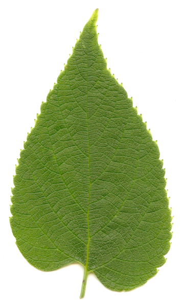 File:Celtis occidentalis leaf.png