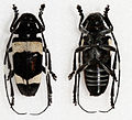 Miniatura para Cereopsius luhuanus