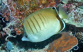 Описание изображения Chaetodon assarius RLS.jpg.