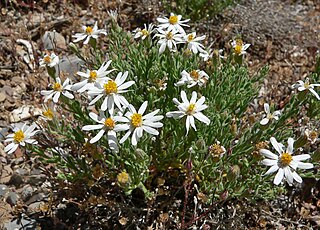 Chaetopappa Genus of flowering plants