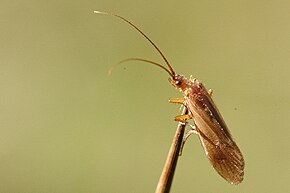 Popis tohoto obrázku, také komentován níže