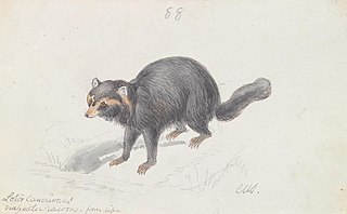 Procyon Cancrivorus, Crab-eating Racoon, Black Variety